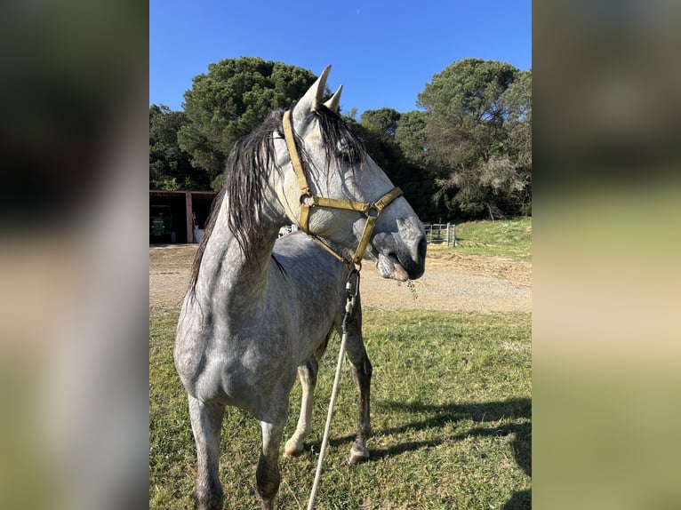 Koń hiszpański sport Ogier 6 lat 165 cm Siwa in Santa Maria De Palautordera