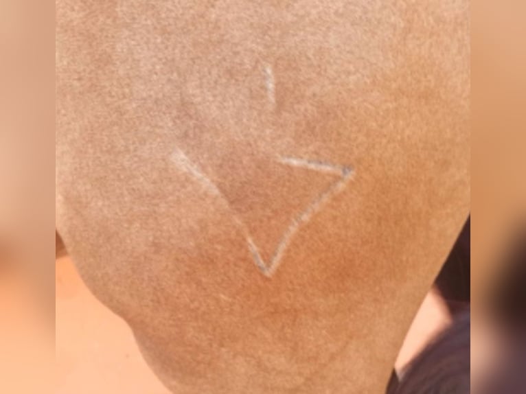 Koń hiszpański sport Ogier 7 lat 163 cm Bułana in Pedralba