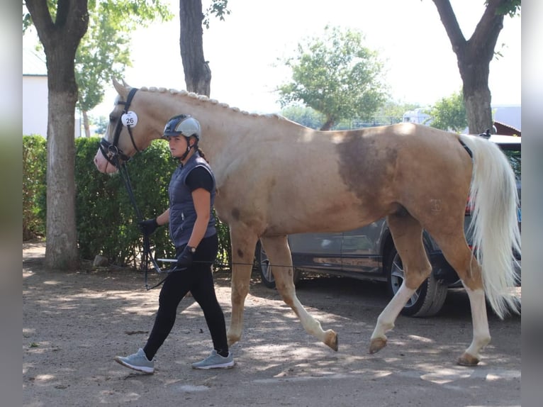 Koń hiszpański sport Mix Ogier 9 lat 167 cm Izabelowata in Valencia