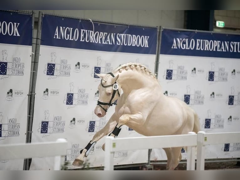 Koń hiszpański sport Ogier Cremello in Barneveld