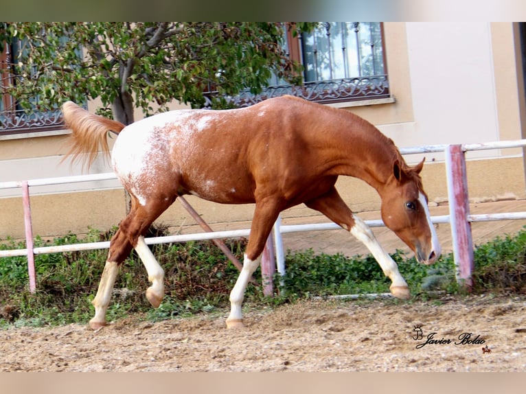 Koń hiszpański sport Ogier Tarantowata in Salamanca
