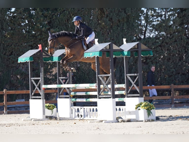 Koń hiszpański sport Wałach 10 lat 170 cm Ciemnogniada in Barcelona