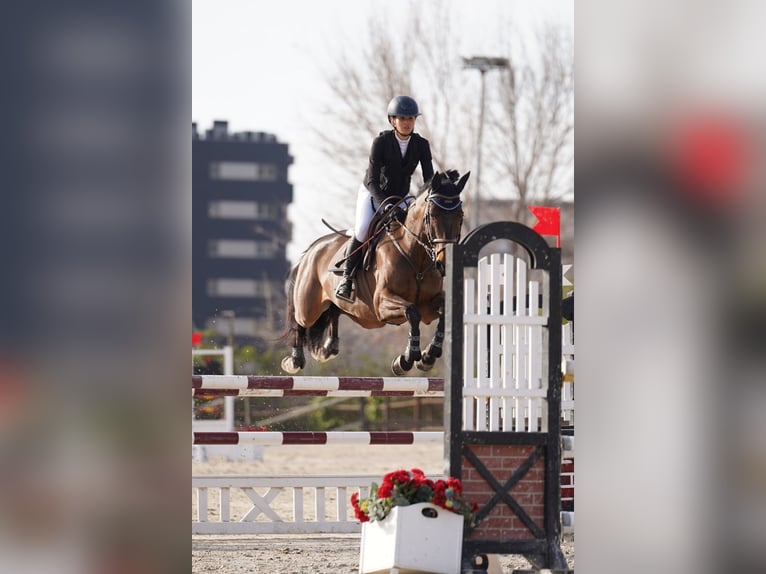 Koń hiszpański sport Wałach 10 lat 170 cm Ciemnogniada in Barcelona