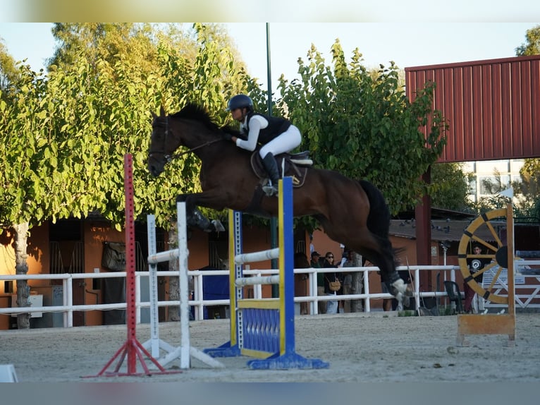 Koń hiszpański sport Wałach 10 lat 170 cm Ciemnogniada in Barcelona