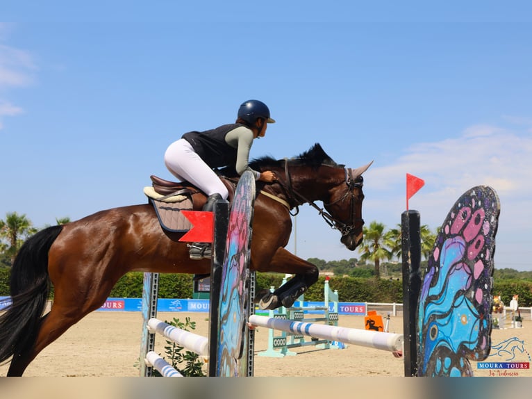 Koń hiszpański sport Wałach 10 lat 170 cm Ciemnogniada in Barcelona