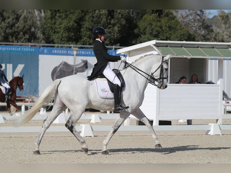 Koń hiszpański sport Wałach 10 lat 172 cm Siwa w hreczce in Bergamo