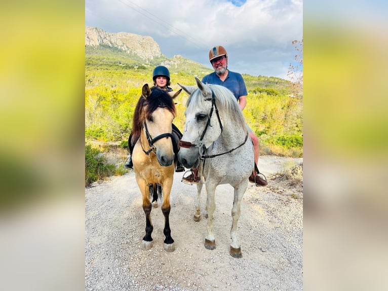 Koń hiszpański sport Mix Wałach 12 lat 148 cm Bułana in Calpe