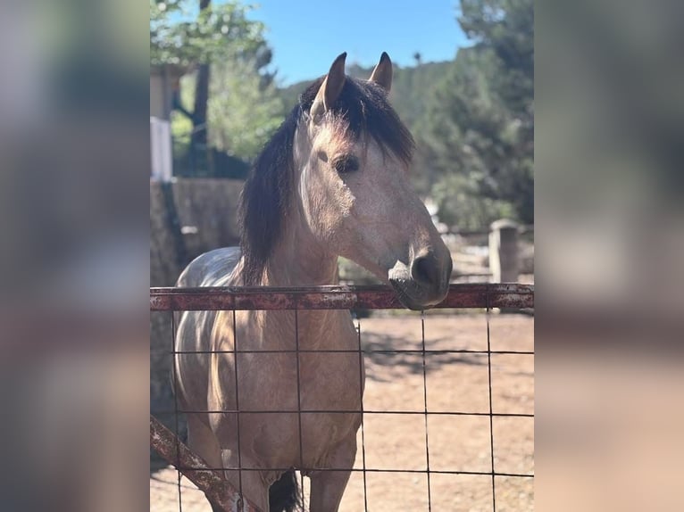 Koń hiszpański sport Mix Wałach 12 lat 148 cm Bułana in Calpe