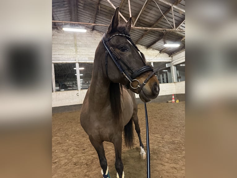 Koń hiszpański sport Wałach 12 lat 148 cm Gniada in Kortessem