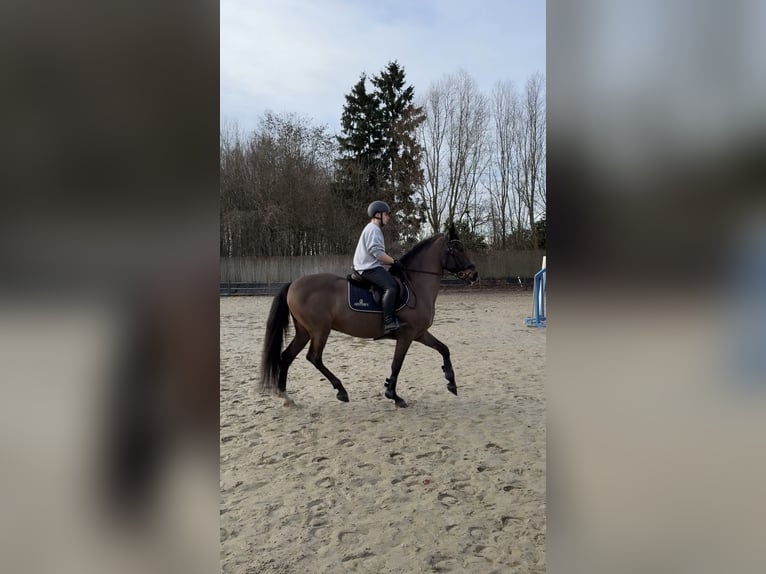 Koń hiszpański sport Wałach 12 lat 148 cm Gniada in Kortessem