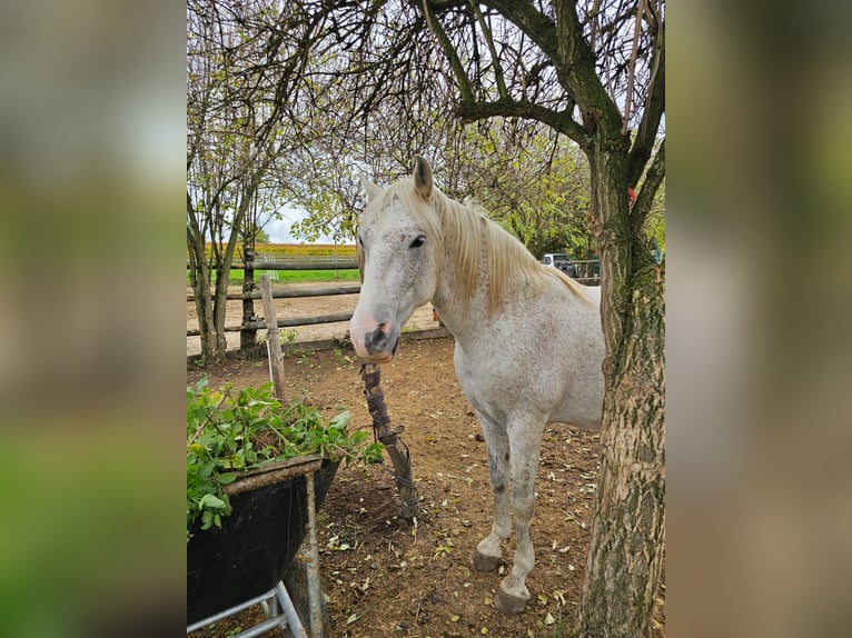 Koń hiszpański sport Mix Wałach 12 lat 153 cm Siwa w hreczce in Stadecken-Elsheim
