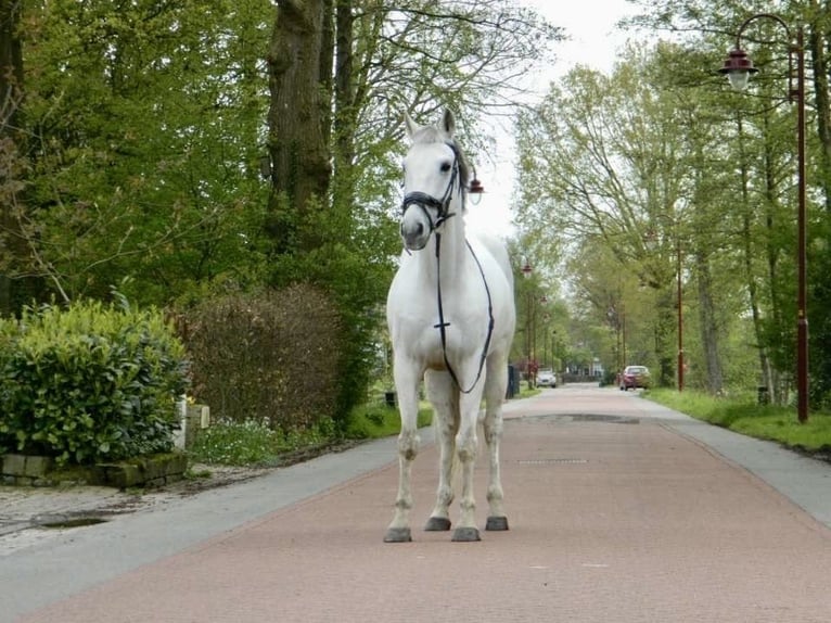 Koń hiszpański sport Wałach 12 lat 155 cm Biała in Oudega gem smallingerland