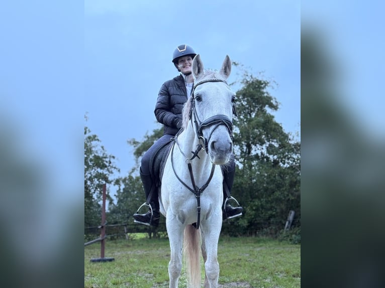 Koń hiszpański sport Wałach 12 lat 155 cm Biała in Oudega