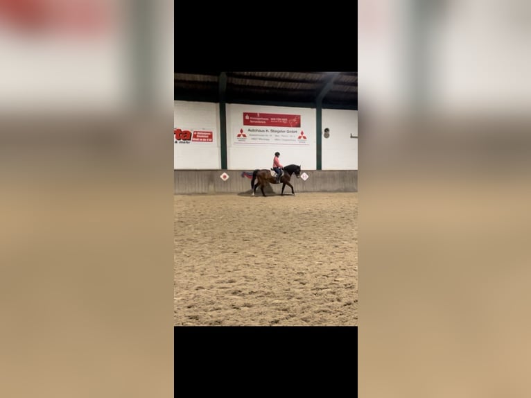 Koń hiszpański sport Wałach 13 lat 148 cm Gniada in Menslage