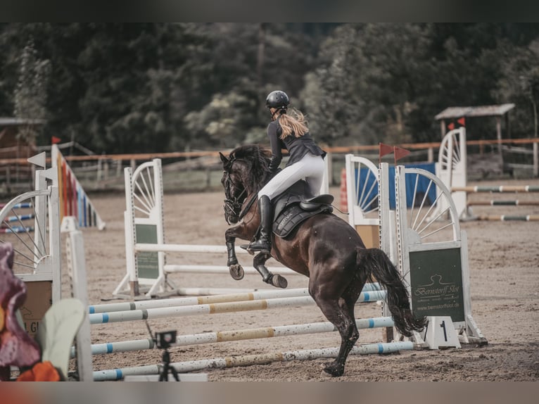 Koń hiszpański sport Mix Wałach 13 lat 157 cm Kara in Klagenfurt am Wörthersee