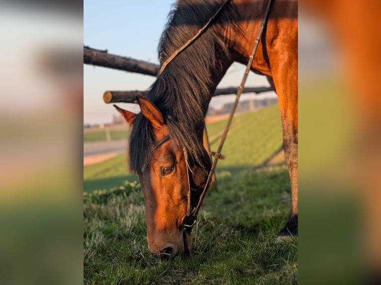 Koń hiszpański sport Wałach 13 lat 160 cm Gniada in Odelzhausen
