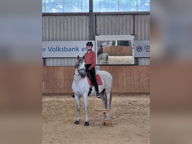 Koń hiszpański sport Mix Wałach 13 lat 165 cm Siwa in Samern