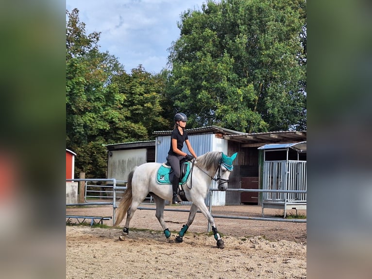 Koń hiszpański sport Mix Wałach 13 lat 165 cm Siwa in Samern