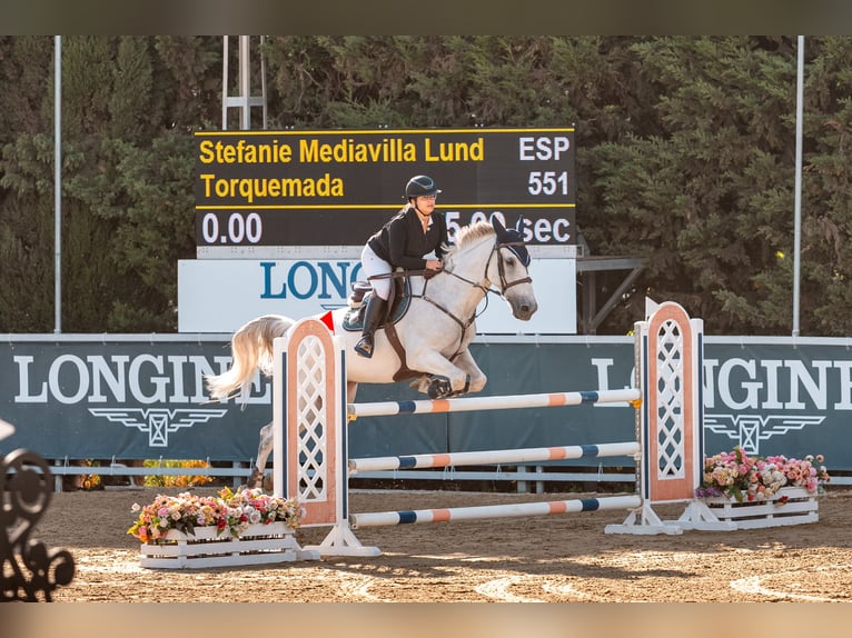 Koń hiszpański sport Mix Wałach 13 lat Siwa in Lardero