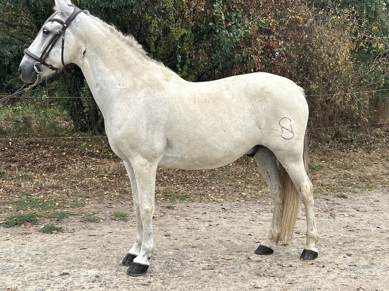Koń hiszpański sport Wałach 14 lat 154 cm Siwa jabłkowita in Ebreuil