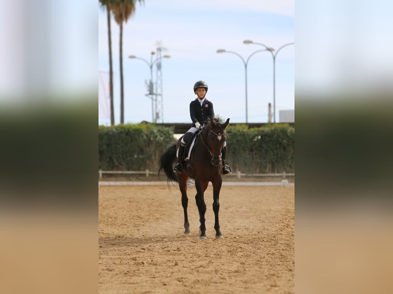 Koń hiszpański sport Wałach 14 lat 162 cm Gniada in Olivenza