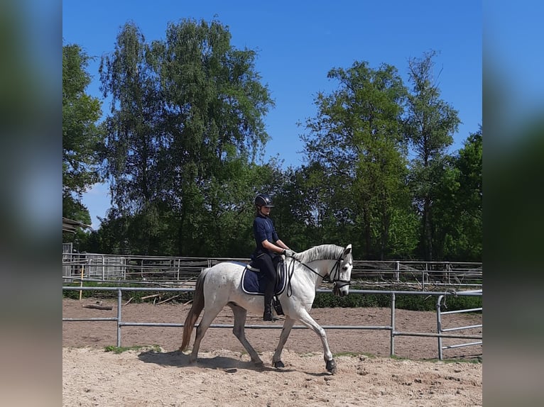 Koń hiszpański sport Wałach 14 lat 165 cm Siwa in Samern