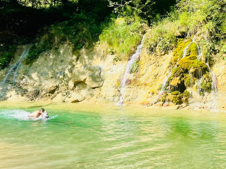 Koń hiszpański sport Mix Wałach 15 lat 145 cm Siwa jabłkowita in Valley