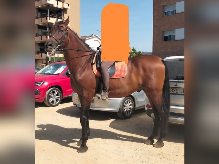 Koń hiszpański sport Wałach 15 lat 174 cm Gniada in Sant Feliu De Codines