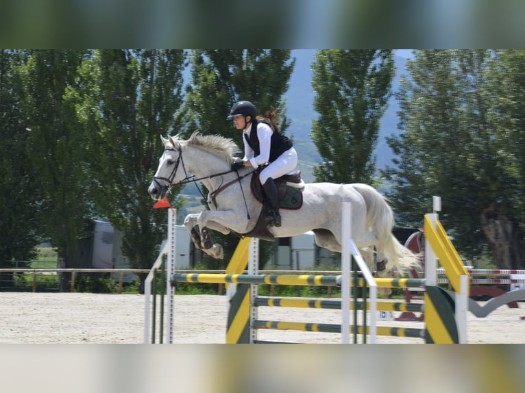 Koń hiszpański sport Wałach 16 lat Siwa in Sant Cugat Del Valles