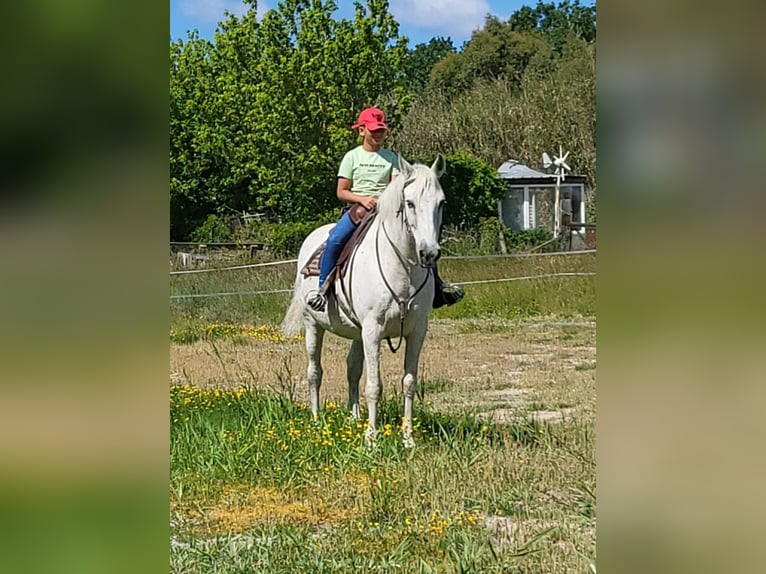 Koń hiszpański sport Mix Wałach 21 lat Biała in Arles