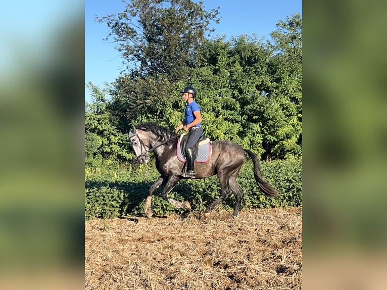 Koń hiszpański sport Wałach 3 lat 172 cm Siwa in Luisago