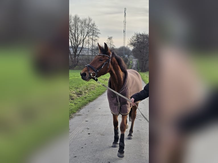 Koń hiszpański sport Wałach 4 lat 155 cm Gniada in DortmundDortmund