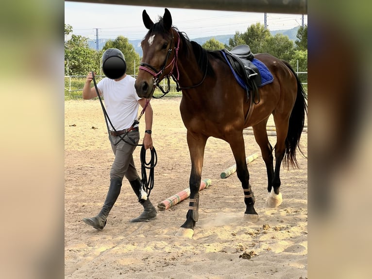 Koń hiszpański sport Wałach 4 lat 178 cm Gniada in Vimbodi