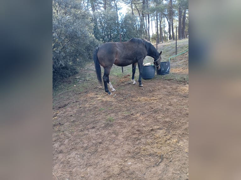 Koń hiszpański sport Wałach 4 lat Ciemnogniada in Avila