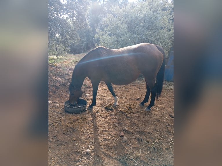 Koń hiszpański sport Wałach 4 lat Ciemnogniada in Avila