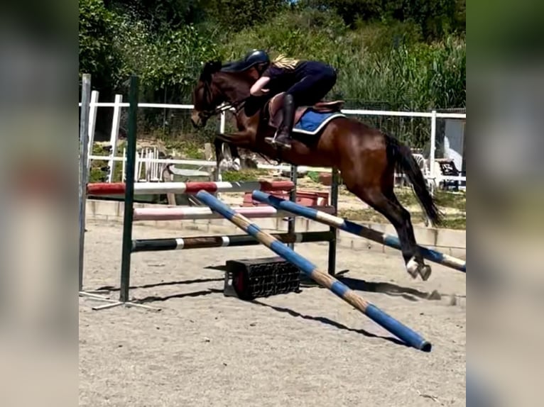 Koń hiszpański sport Mix Wałach 5 lat 148 cm Gniada in Malaga