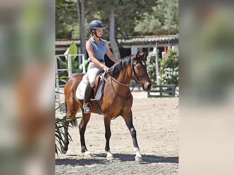 Koń hiszpański sport Mix Wałach 5 lat 148 cm Gniada in Malaga