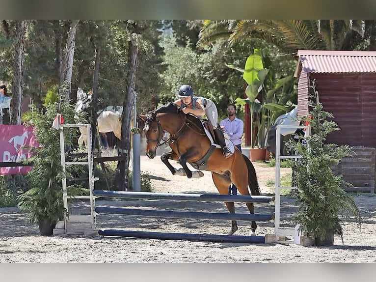Koń hiszpański sport Mix Wałach 5 lat 148 cm Gniada in Malaga