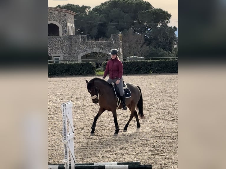 Koń hiszpański sport Wałach 5 lat 156 cm Gniada in Cardedeu