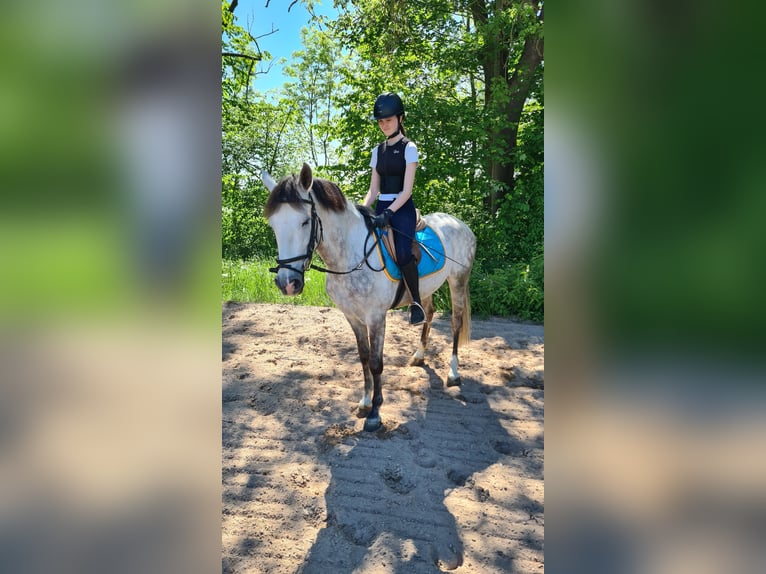 Koń hiszpański sport Wałach 5 lat 156 cm Siwa in Neuburg an der Donau