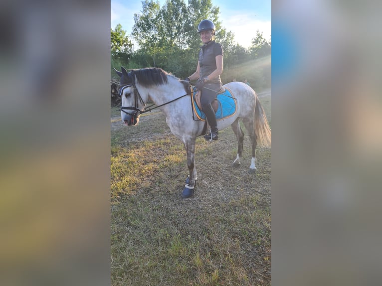Koń hiszpański sport Wałach 5 lat 156 cm Siwa in Neuburg an der Donau