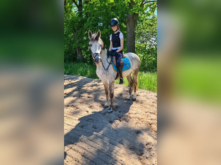 Koń hiszpański sport Wałach 5 lat 156 cm Siwa in Neuburg an der Donau