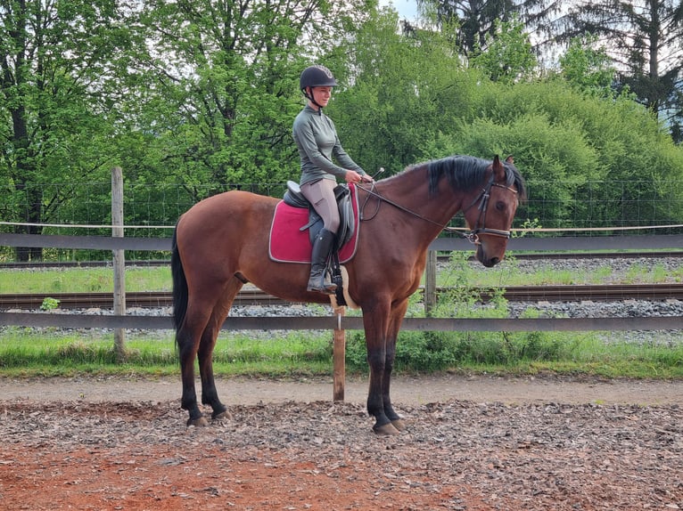Koń hiszpański sport Mix Wałach 5 lat 167 cm Gniada in Aldingen