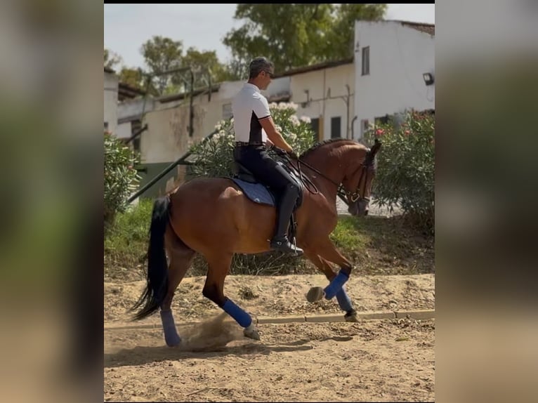 Koń hiszpański sport Wałach 6 lat 163 cm Gniada in Huelva