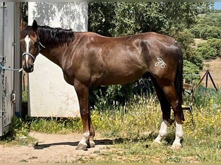 Koń hiszpański sport Mix Wałach 6 lat 168 cm Ciemnokasztanowata in Brunete