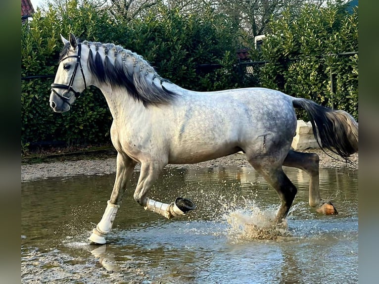 Koń hiszpański sport Wałach 6 lat 168 cm Siwa in Someren