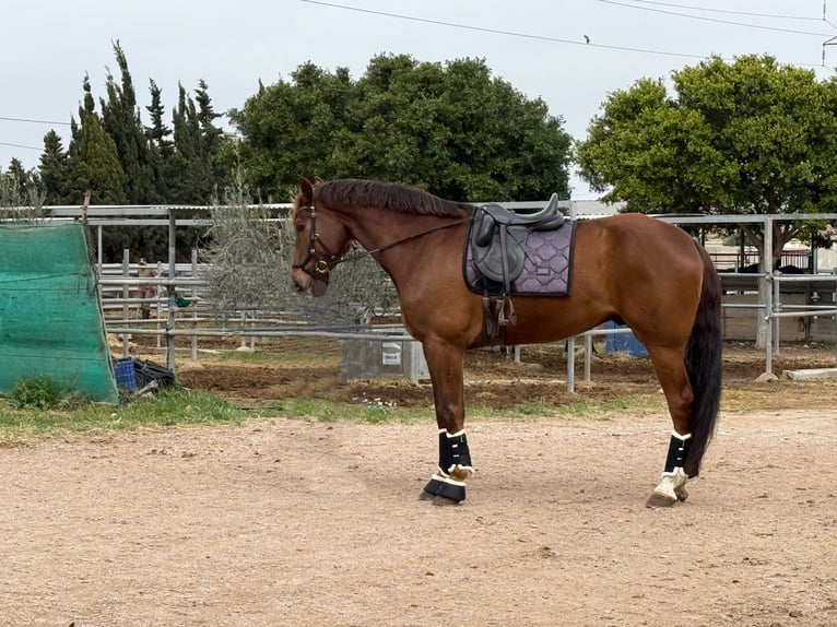 Koń hiszpański sport Wałach 6 lat 177 cm Kasztanowata in San Javier