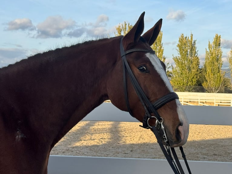 Koń hiszpański sport Wałach 7 lat 170 cm Gniada in Coín, Malaga