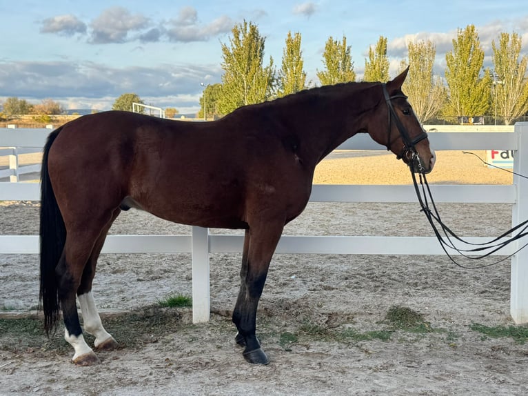 Koń hiszpański sport Wałach 7 lat 170 cm Gniada in Coín, Malaga