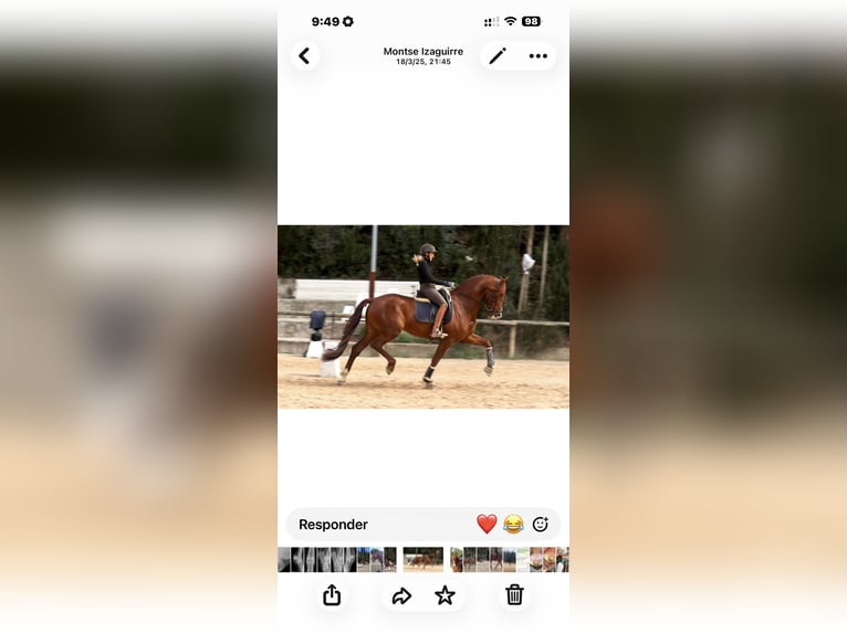 Koń hiszpański sport Wałach 7 lat 173 cm Ciemnokasztanowata in Lūbz